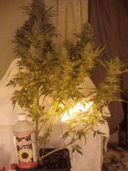 critical"47"