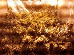 3pieds restants;encore qq jrs:2Special Kush devant  1Double-Glock derriere