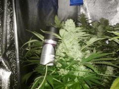 Crytical47