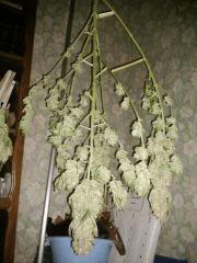 Critical 47