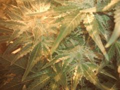 surcharge de résine Spécial Kush