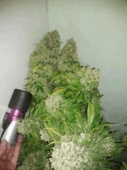 gros 2ieme S.k Bcp gross tete
