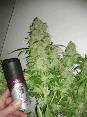 gros 2ieme S.k tete principale