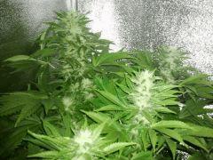 special kush FLO+47