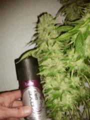gros 2ieme S.k La plus petite tete