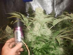 Critical47 FLO+47