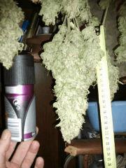 1er S.K mesure et comparaison