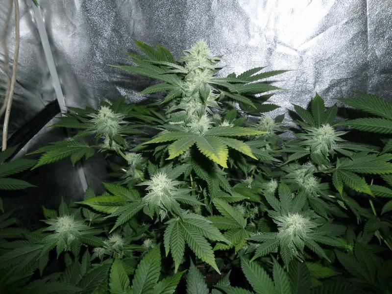 la mythique white widow 