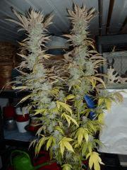 Wondewoman (Nirvanaseeds) F+89