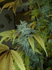 Wondewoman (Nirvanaseeds) F+89