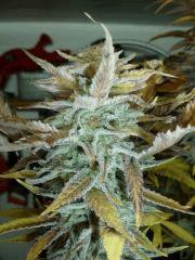 Wondewoman (Nirvanaseeds) F+89