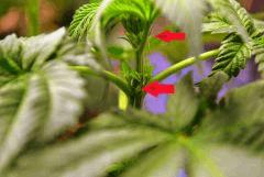 Macro pistils