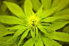 Macro d'une tête