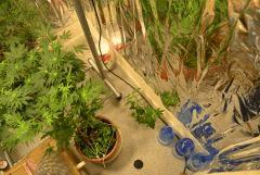 Espace boutures