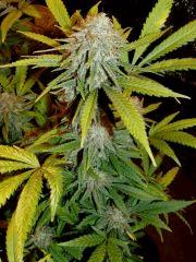 Amnesika [philosopher seeds]