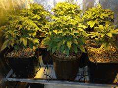 dinachem hydro