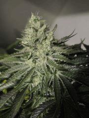 KTC#1