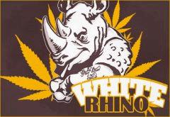 WhiteRhino !