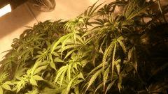 DSC 0221
