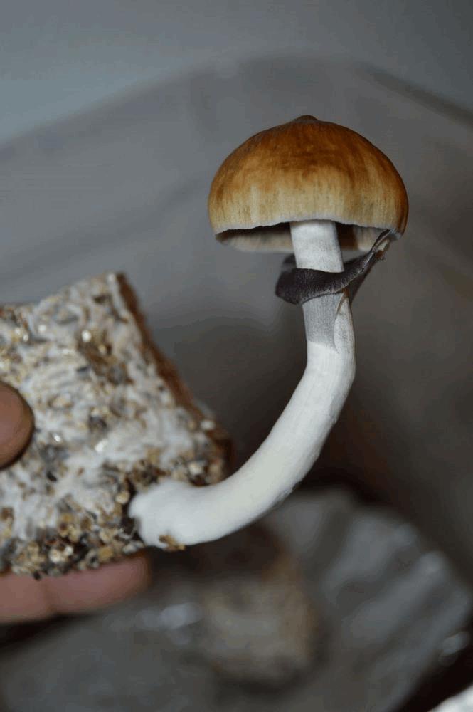 Psilocybe cubensis 2013 (perpetual)