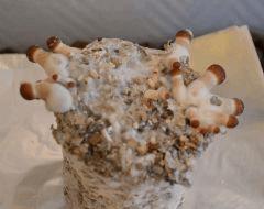 Tasmania pot 2 (fruitaison +10)