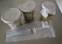 Futurs pots (vermi et riz complet) + CL Mazapatec