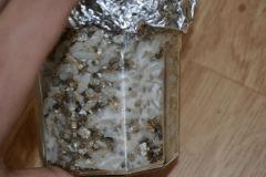 Gros plan mycélium Tasmania pot 1