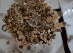 Golden Teacher pot 1 (fruitaison +11)