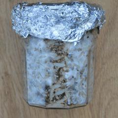 Colonisation Tasmania pot 1