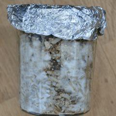 Colonisation Tasmania pot 2