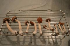 Flush Mexicains pot 1 (fruitaison +16)