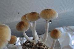 Golden Teacher pot 1 (fruitaison +15)