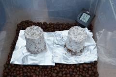 Tasmania fruitaison J-0