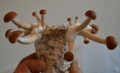 Tasmania pot 2 (fruitaison +11)