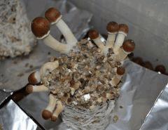Golden Teacher pot 1 (fruitaison +131)