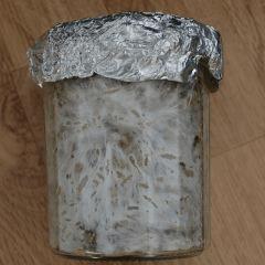 Colonisation Tasmania pot 2