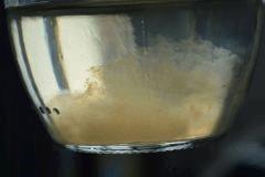 CL Golden Teacher (incub +6)