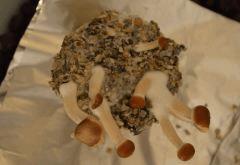 Tasmania  pot 2 (fruitaison +16)