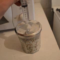 Inoculation pot 2 Golden Teacher