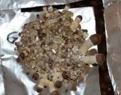 Golden Teacher pot 1 (fruitaison +12)