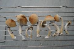 Flush Golden Teacher pot 2 (fruitaison +18)