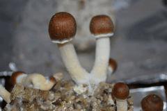 Golden Teacher pot 1 (fruitaison +13)