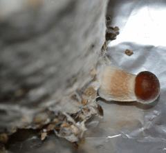 2eme champi Tasmania pot 1 (fruitaison +8)