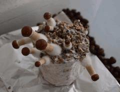 Mexicain pot 1 (fruitaison +14)