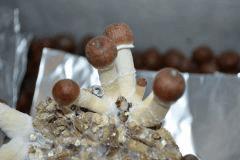 Golden Teacher pot 1 (fruitaison +13)