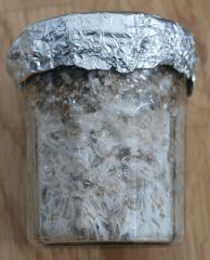 Colonisation Golden Teacher pot 1