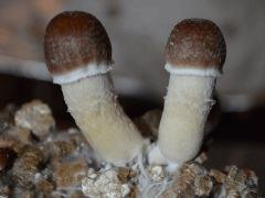 Golden Teacher pot 1 (fruitaison +12)