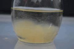 CL Tasmania (incub +14)