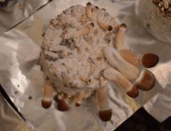 Golden Teacher pot 2 (fruitaison +16)