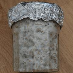 Colonisation Tasmania pot 1